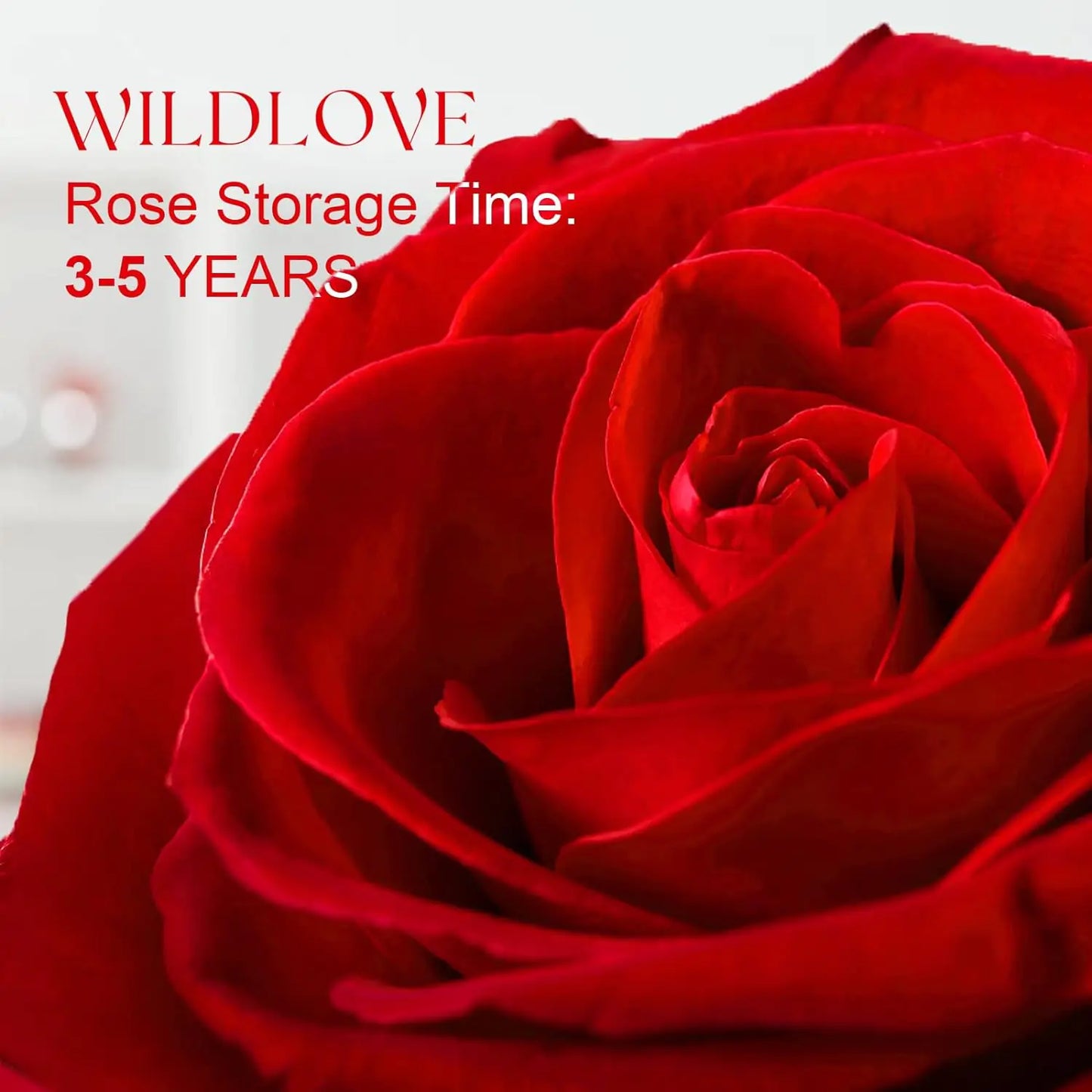 WILDLOVE Preserved Real Rose with I Love You Necklace - Design Studios Direct