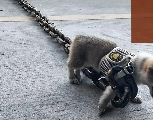 Dog Leash Iron Chain - Design Studios Direct